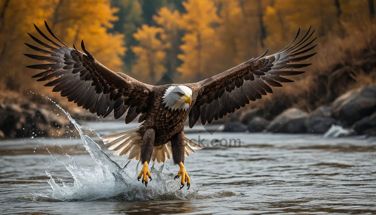 Picture of Bald Eagle in Flight with Sharp Beak