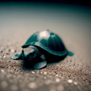 Hermit Crab Encounters Snail: Curious Mollusk Meeting