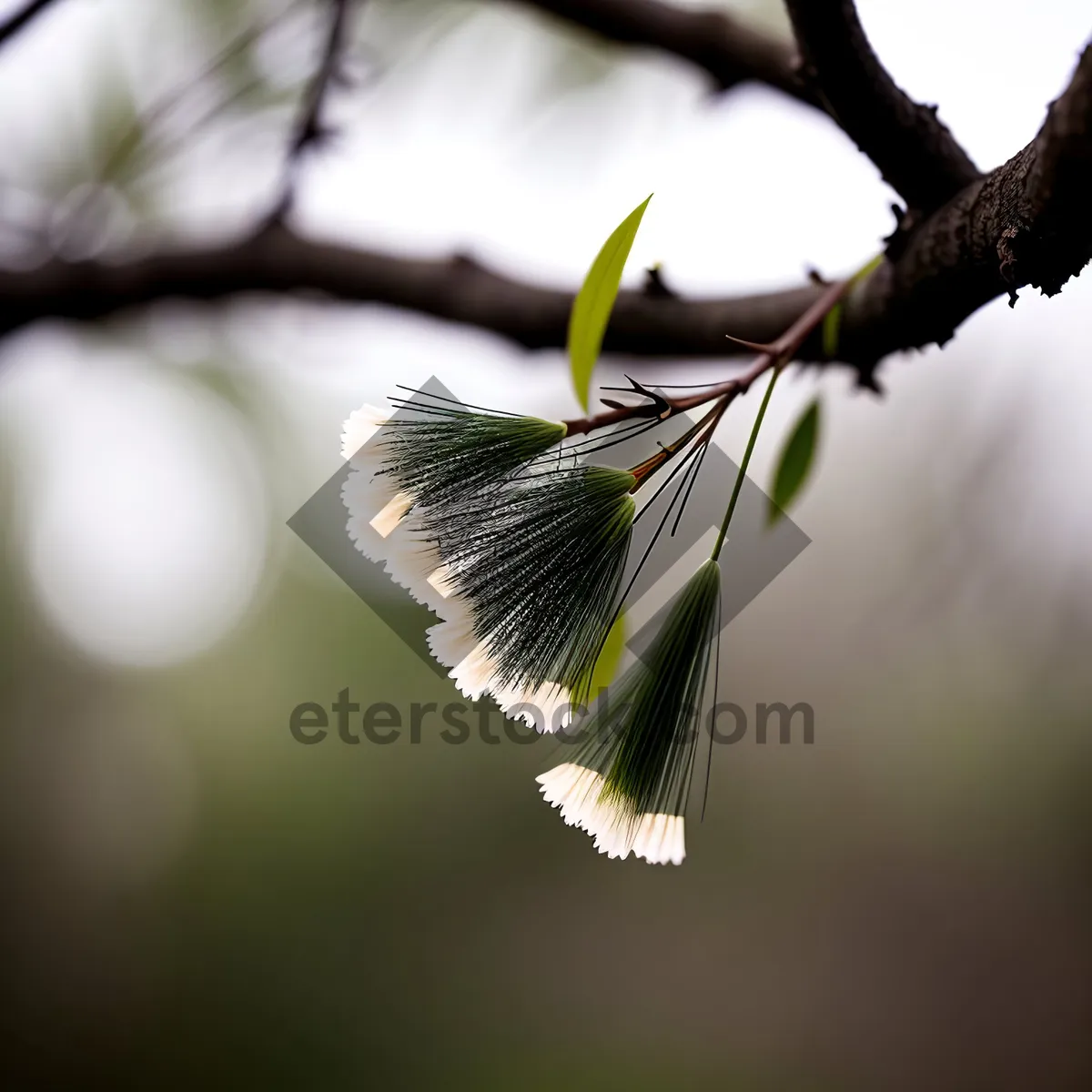 Picture of Vibrant Willow Blossom in Garden