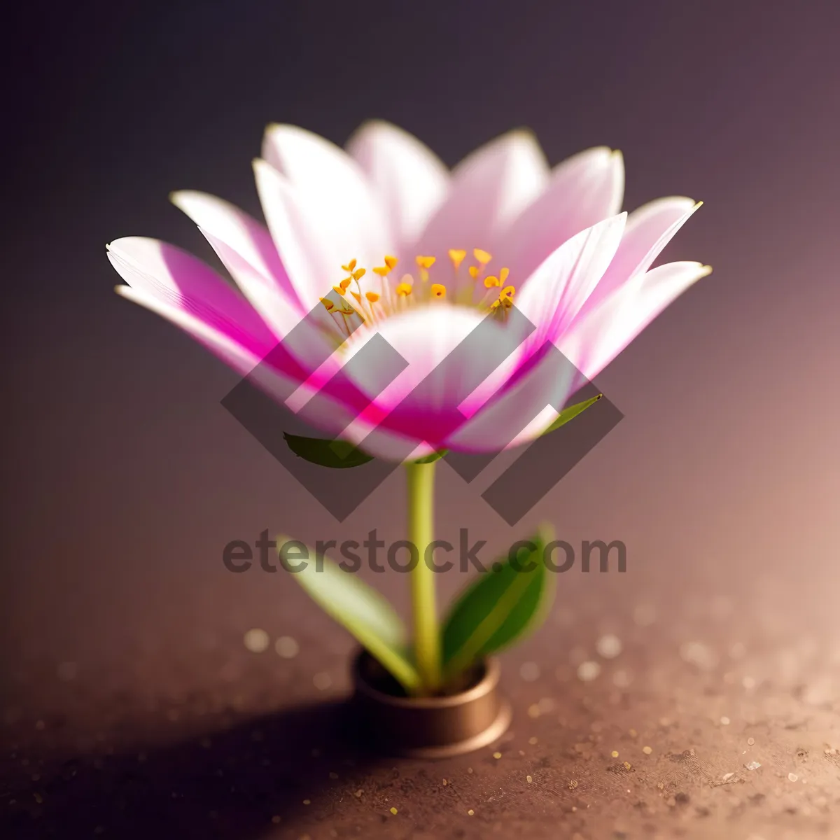 Picture of Pink Lotus Blossom in Summer Garden