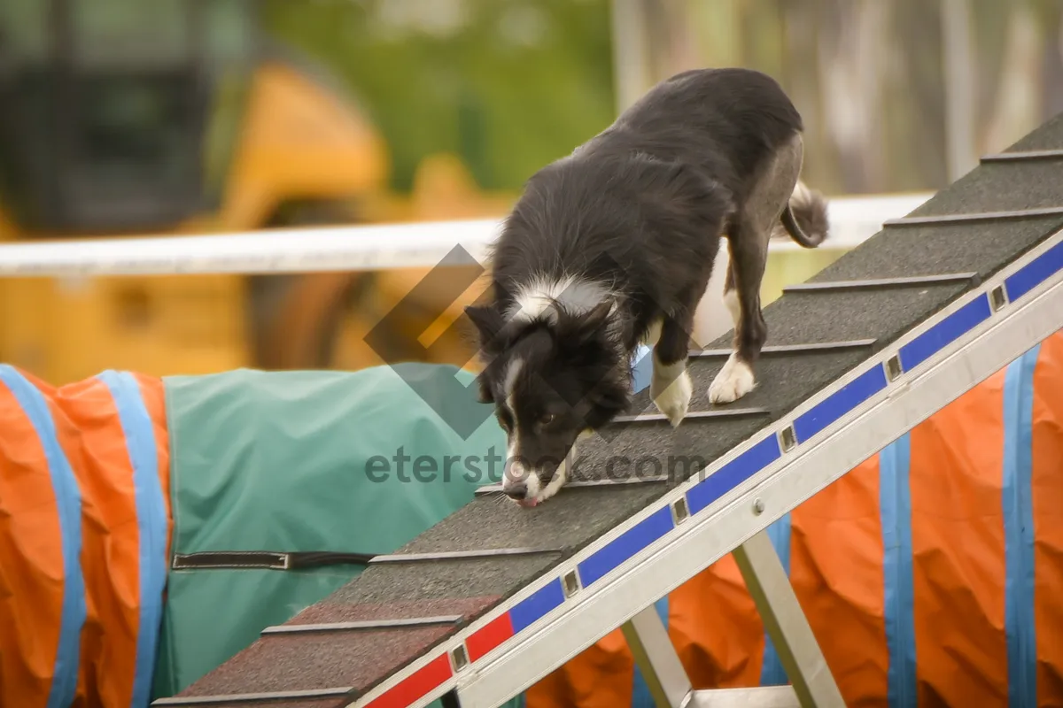 Picture of Cute Border Collie Shepherd Dog Portrait