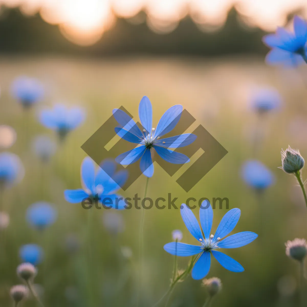 Picture of Blooming summer garden flora with vibrant flowers