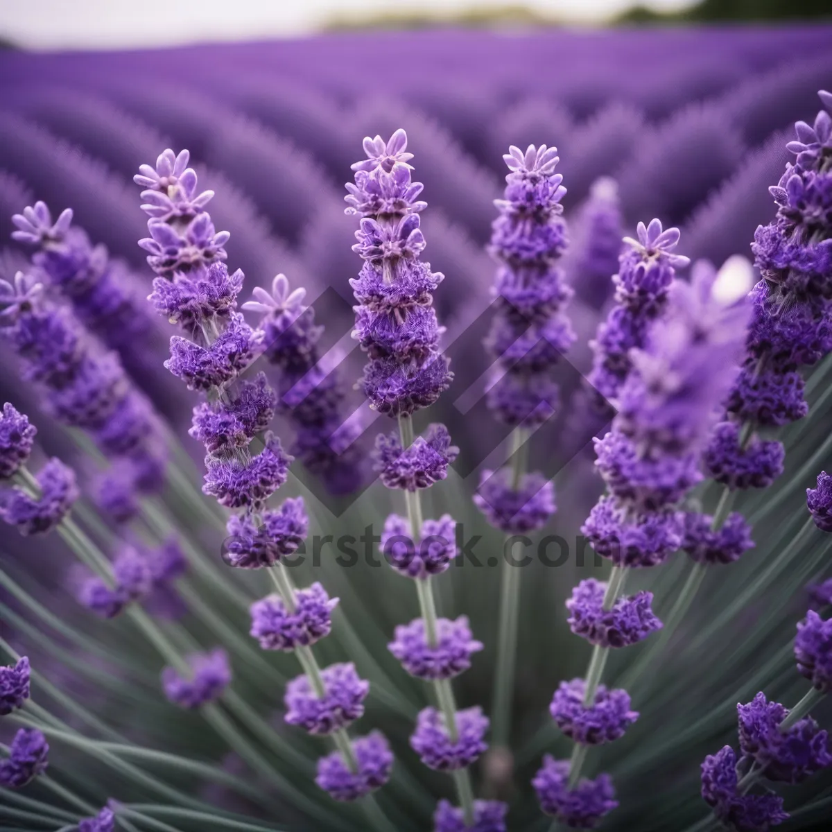 Picture of Lavender blooming in a rural field