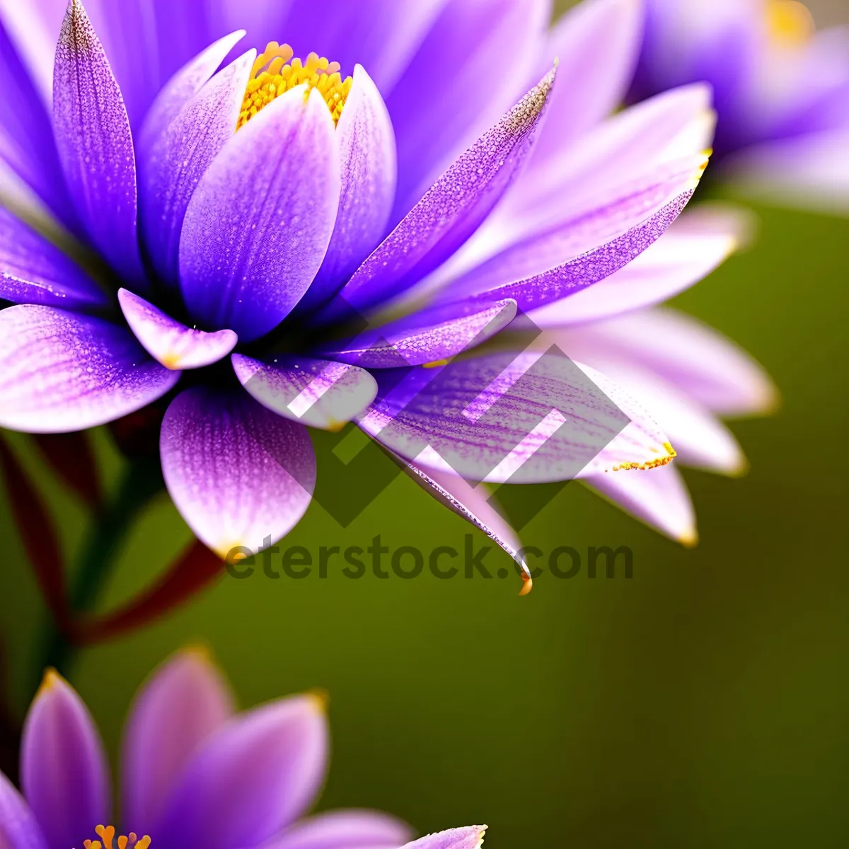 Picture of Purple Lotus Blossom in Full Bloom