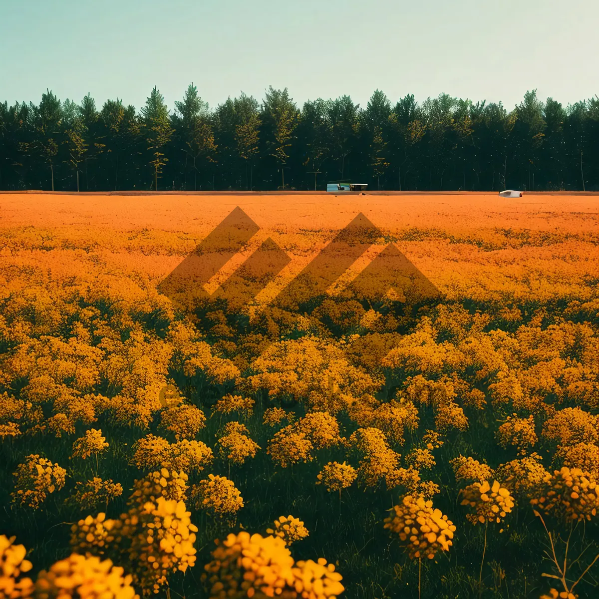 Picture of Brightly Blooming Sunflower Field in Summer Countryside