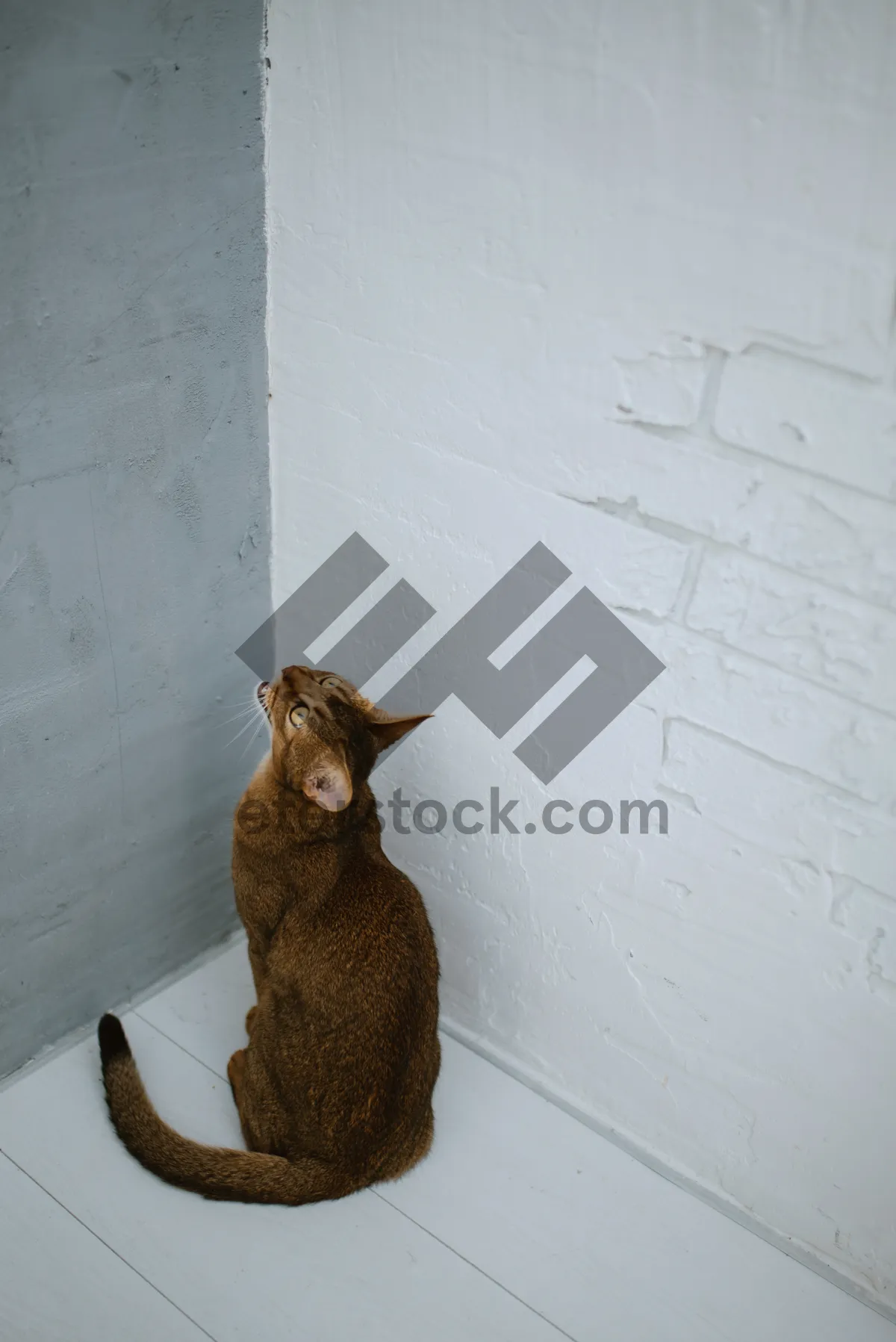 Picture of cute domestic cat sitting on windowsill