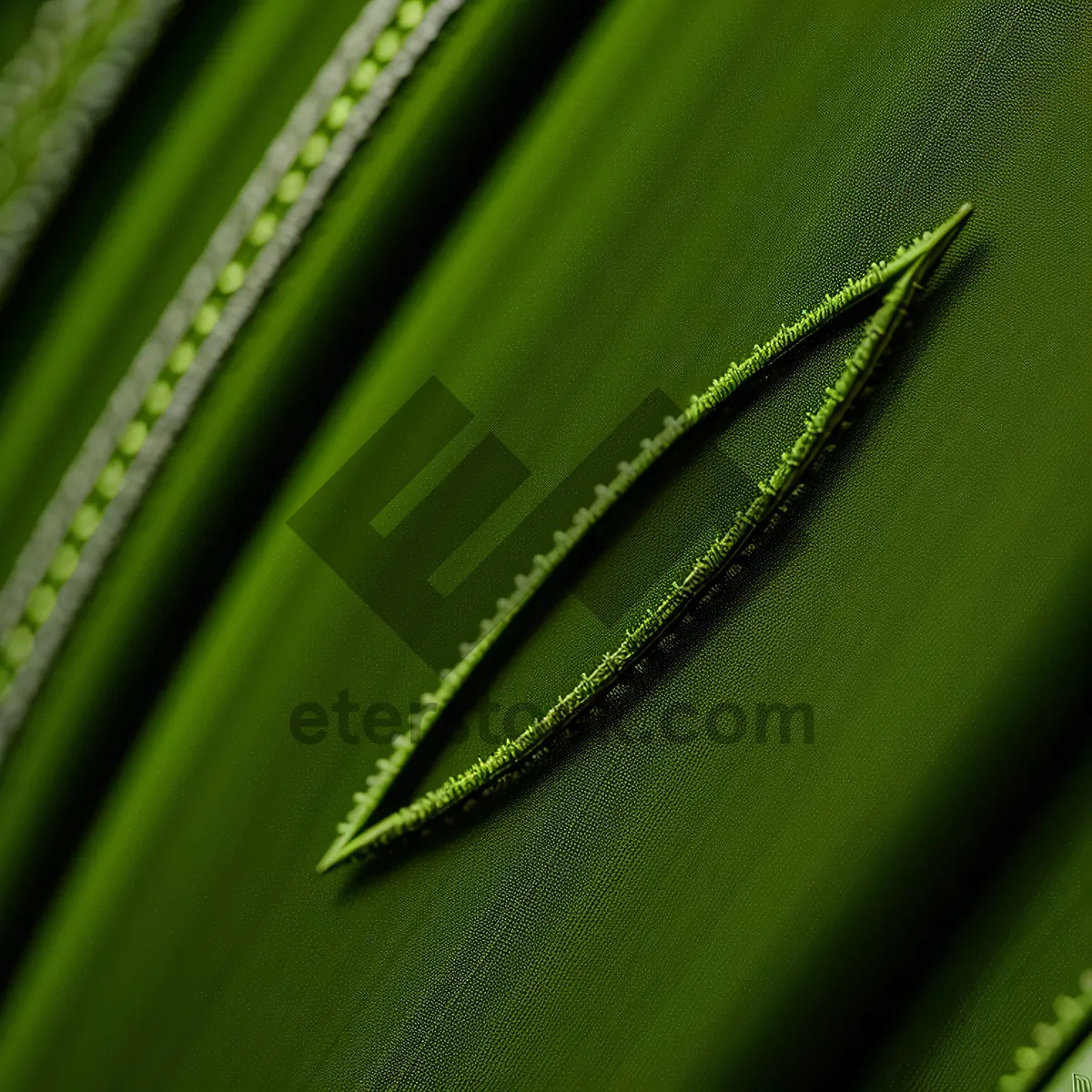 Picture of Dew-covered Leaves of an Earwig in a Garden