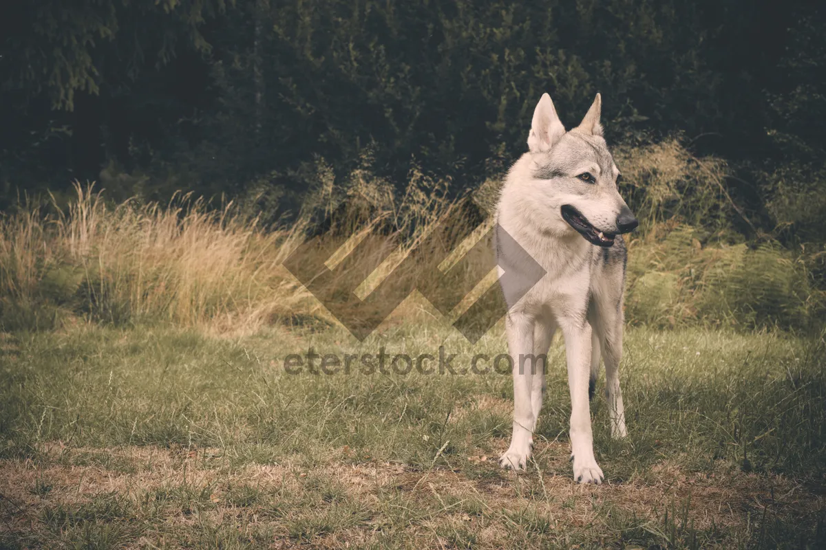 Picture of Cute White Wolf Sled Dog in Snowy Wilderness