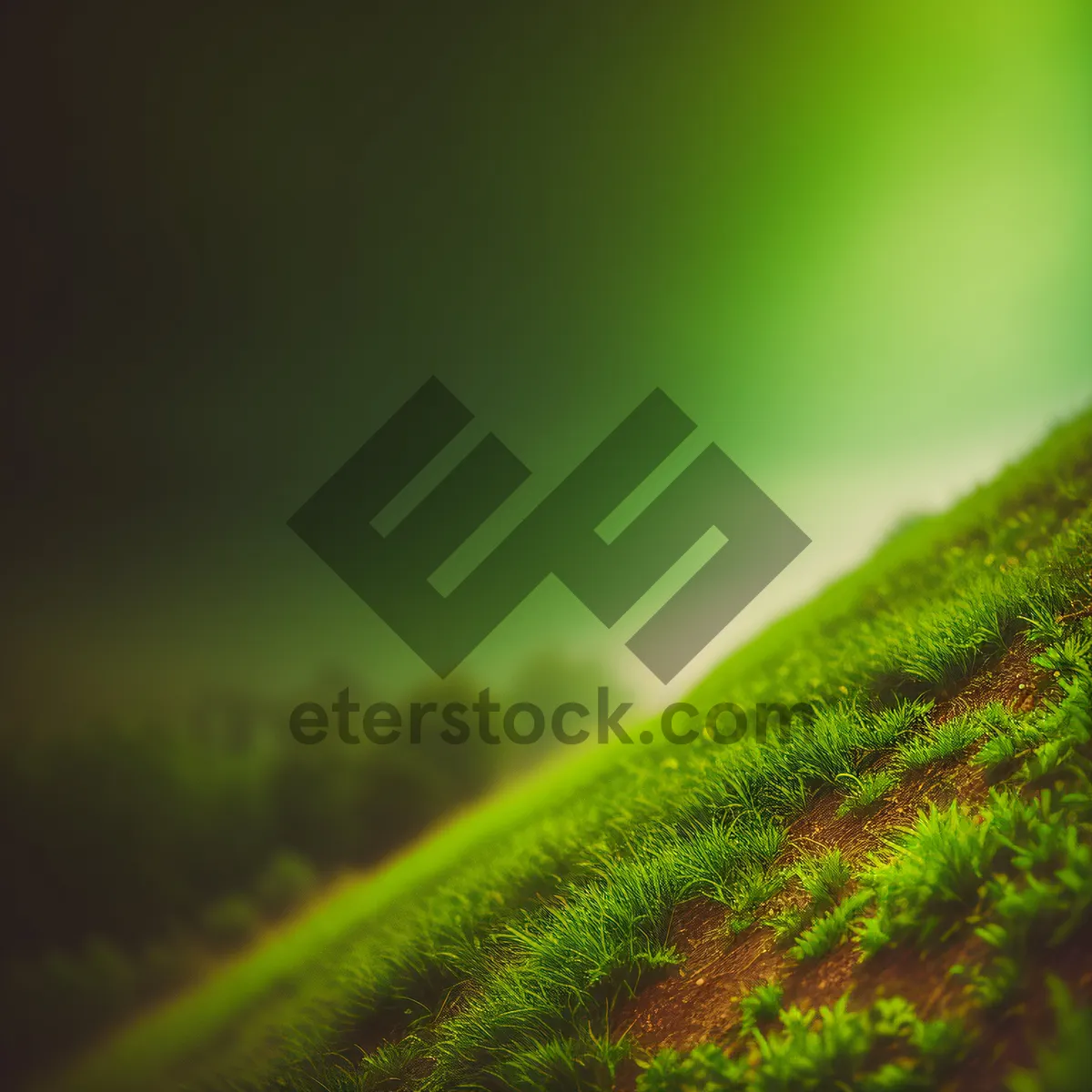 Picture of Refreshing Dew Drops on Vibrant Green Grass