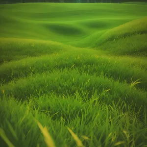 Vibrant Green Landscape: Fresh, Lush Meadow