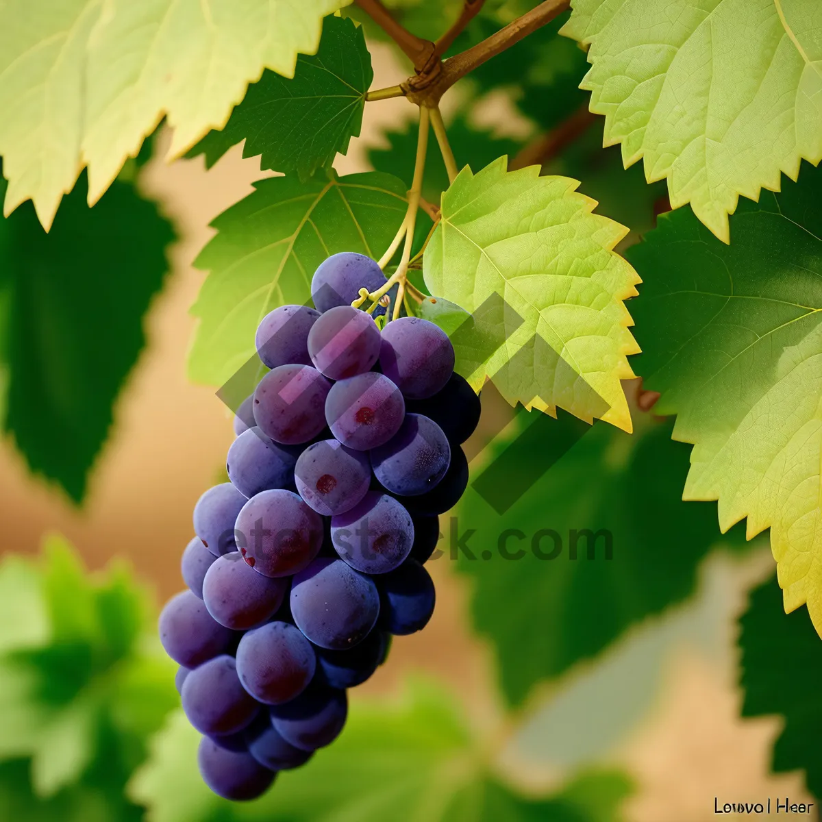 Picture of Organic ripe grape vineyard harvest closeup view