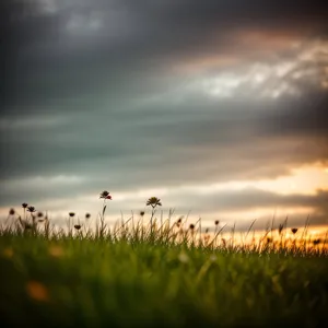 Golden Horizon over Rural Meadow at Sunset