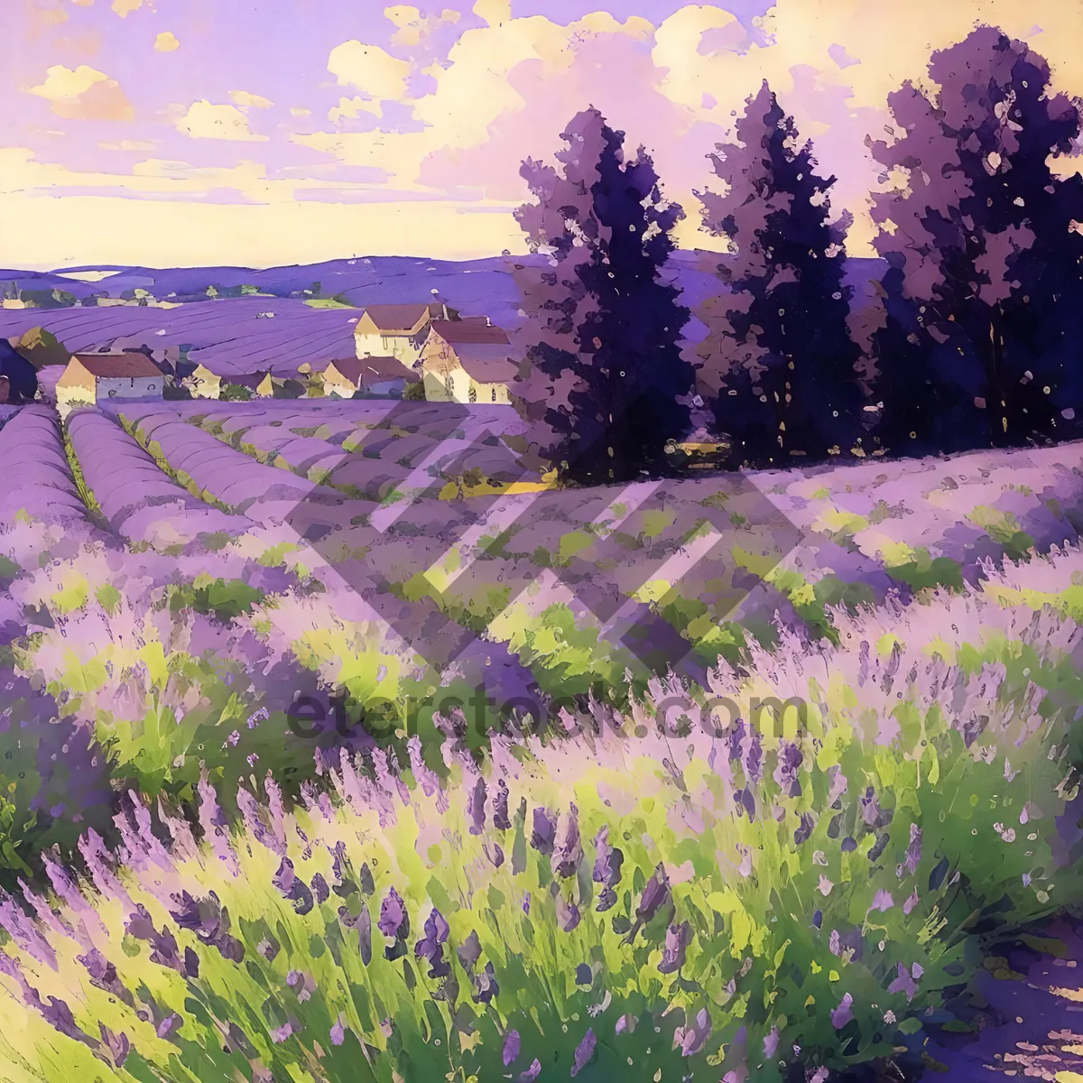 Picture of Vibrant Lavender Meadow in Natural Countryside