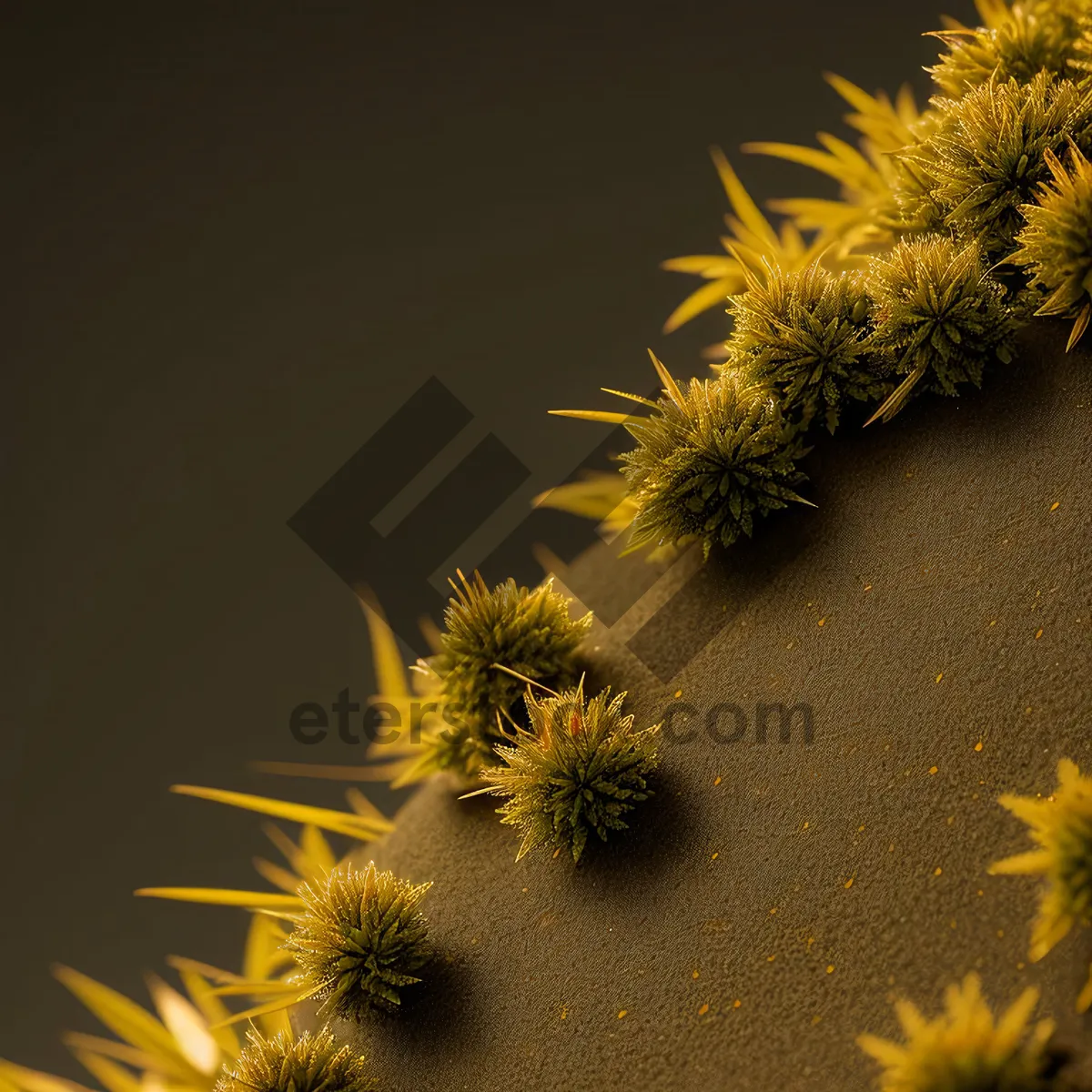 Picture of Buckeye Blossom - Yellow Sunflower in Summer Garden