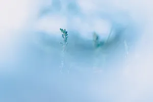 Snowy winter landscape with dandelion silhouette