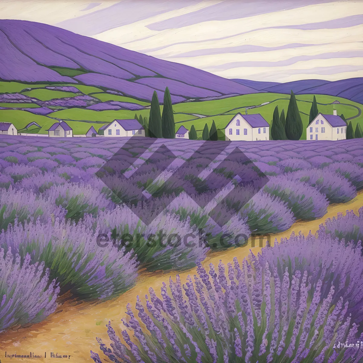 Picture of Lavender Field with Purple Artichoke Blooms