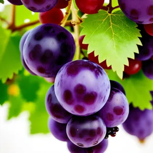 Colorful Berry Celebration: Vibrant Red Currant Cluster