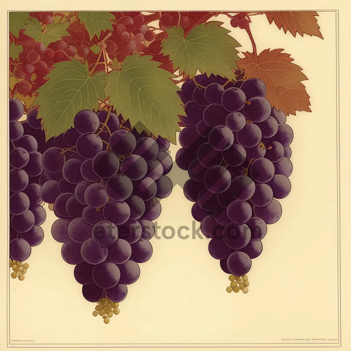 Picture of Fresh Harvest: Juicy Autumn Grapes in Vineyard