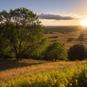 Radiant Rapeseed Field: A Burst of Yellow in the Countryside