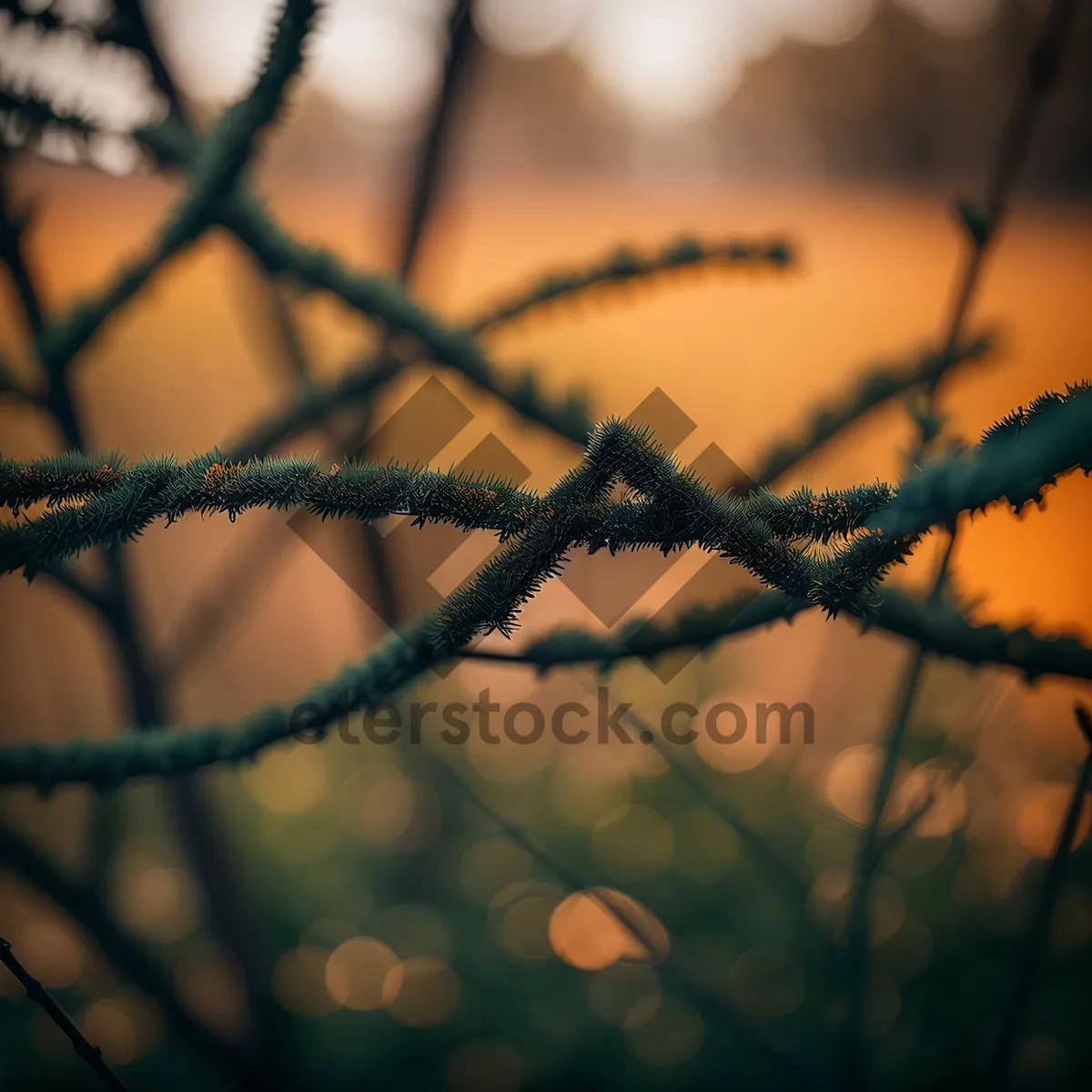 Picture of Volleyball net surrounded by trees in the forest.