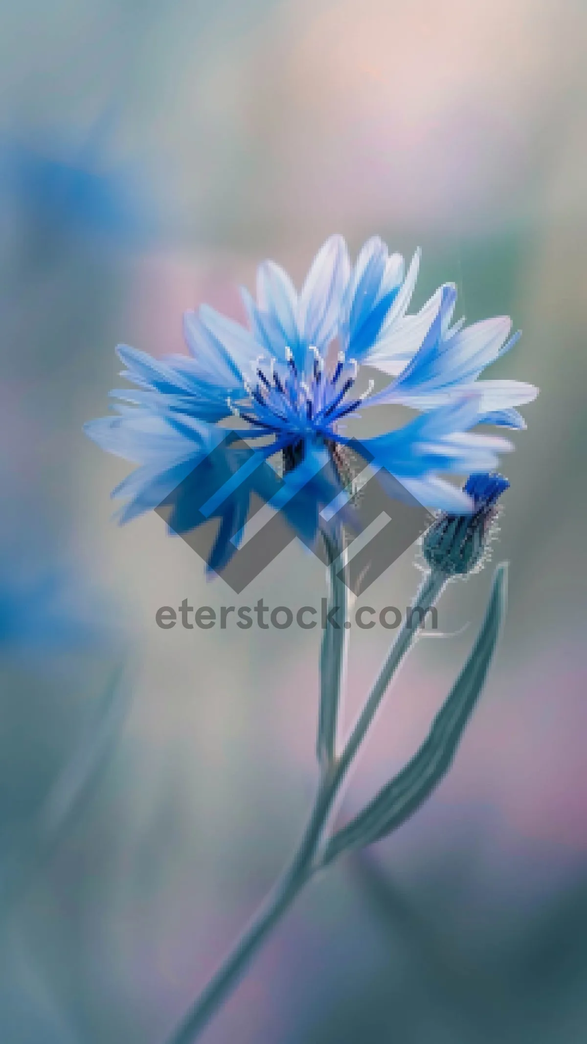 Picture of Bright floral garden bloom closeup