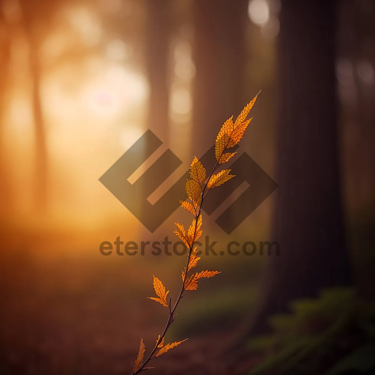 Picture of Golden Wheat Tree at Sunset