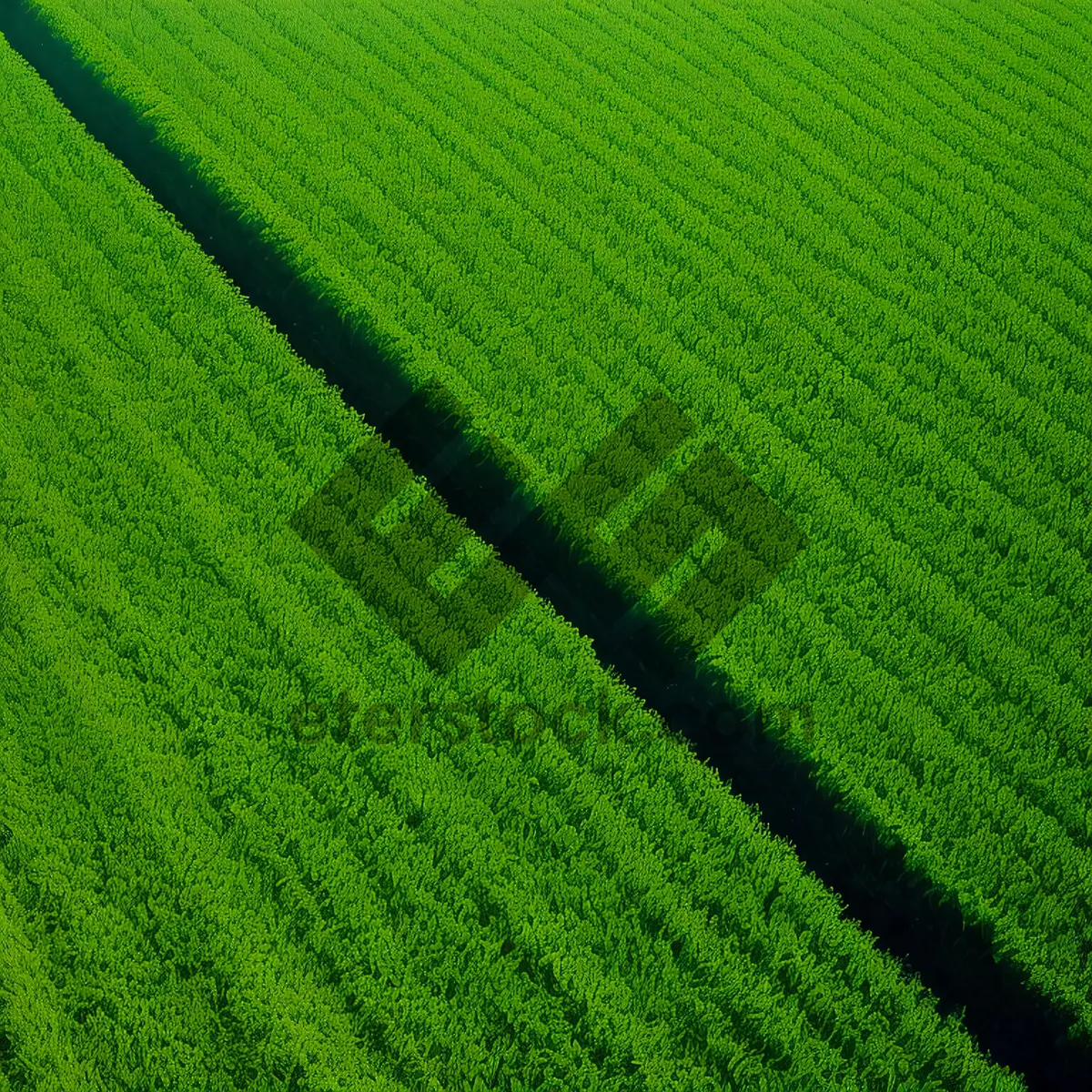 Picture of Green grass meadow texture pattern backdrop.