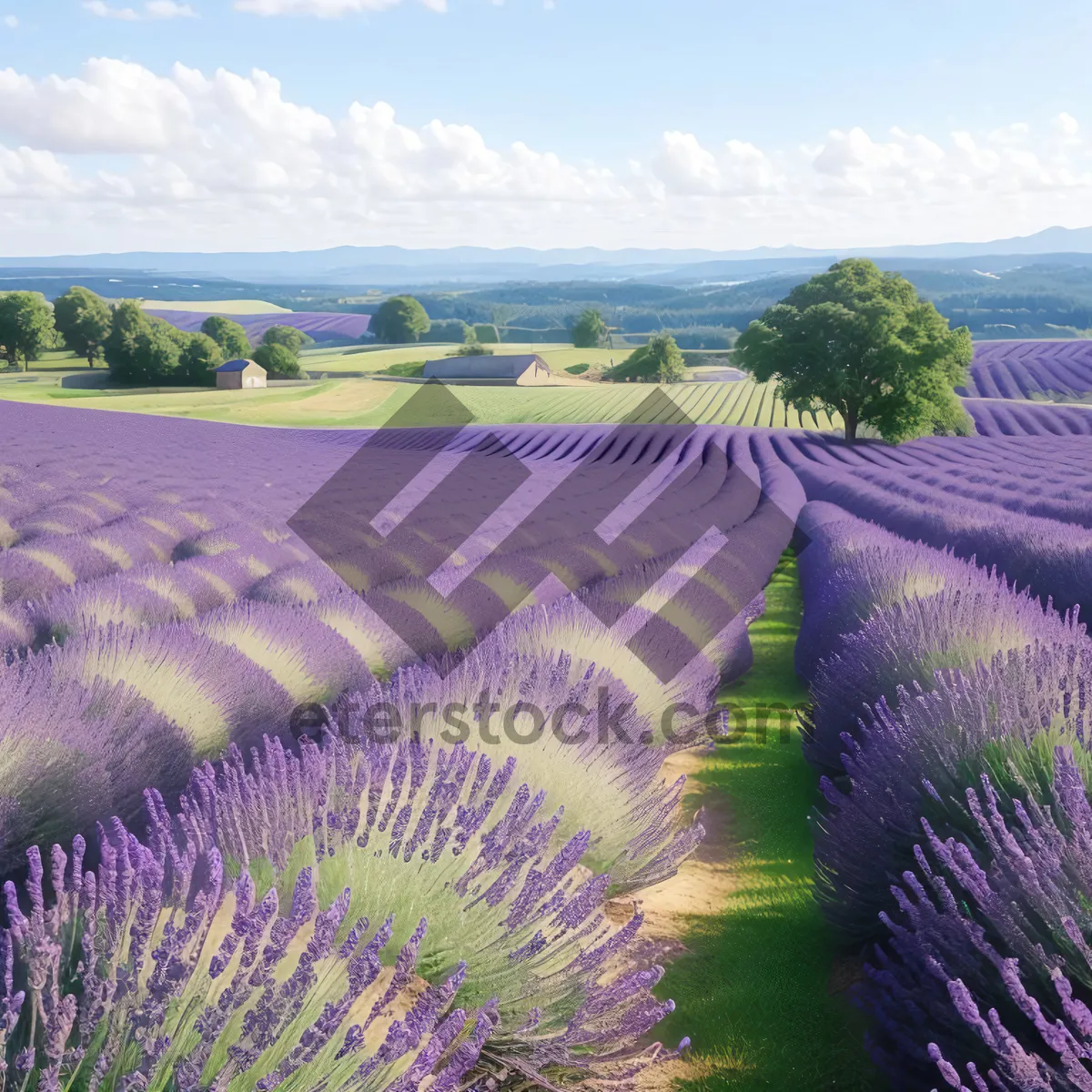 Picture of Vibrant Lavender Blooms in Serene Countryside Landscape