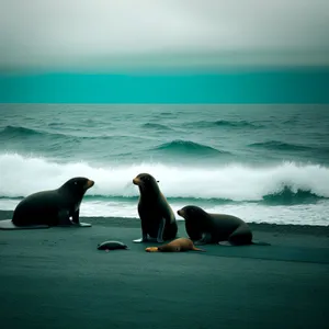 Serenity by the Sea: Sunset Seal on the Beach