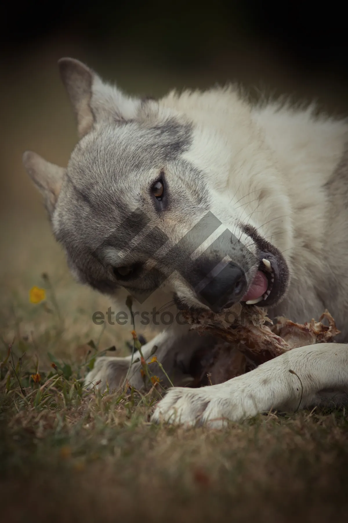 Picture of Adorable White Wolf with Piercing Eyes