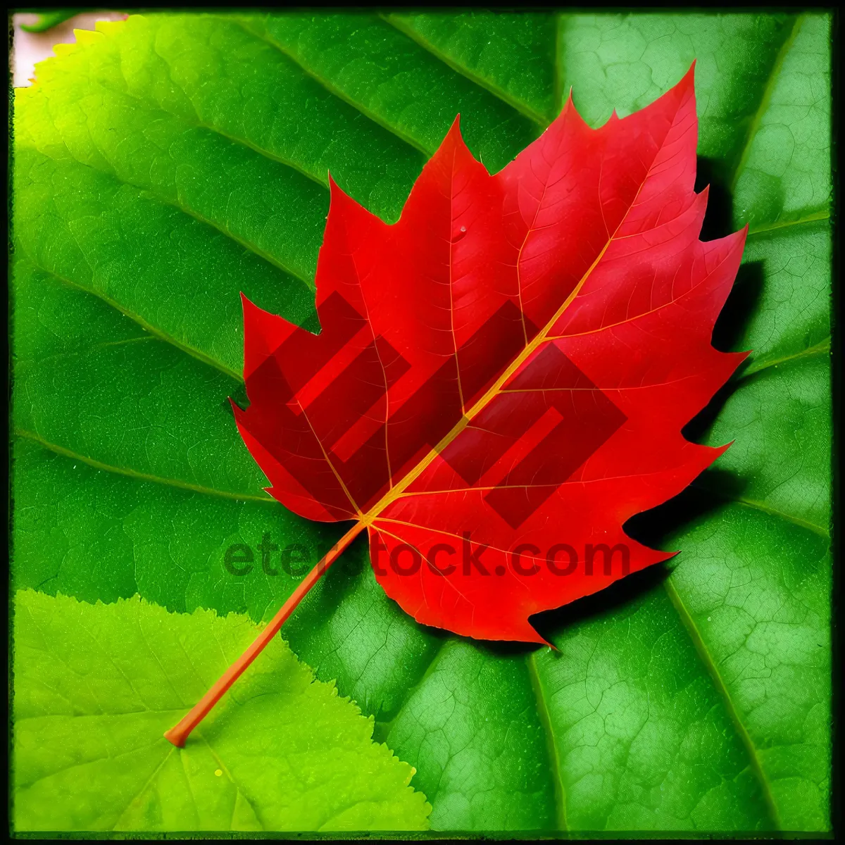 Picture of Blooming Lotus: Exquisite Pink Petals in Spring