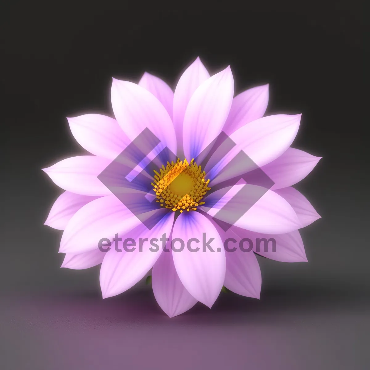 Picture of Pink Daisy Blossom - Vibrant Floral Petal in Bloom