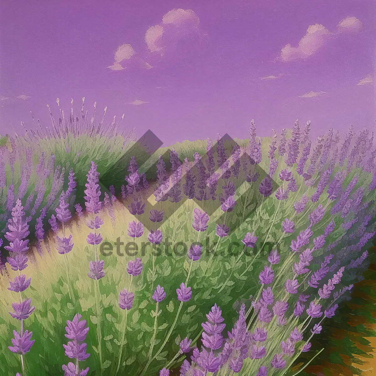 Picture of Vibrant Lavender Blooms Grace the Countryside