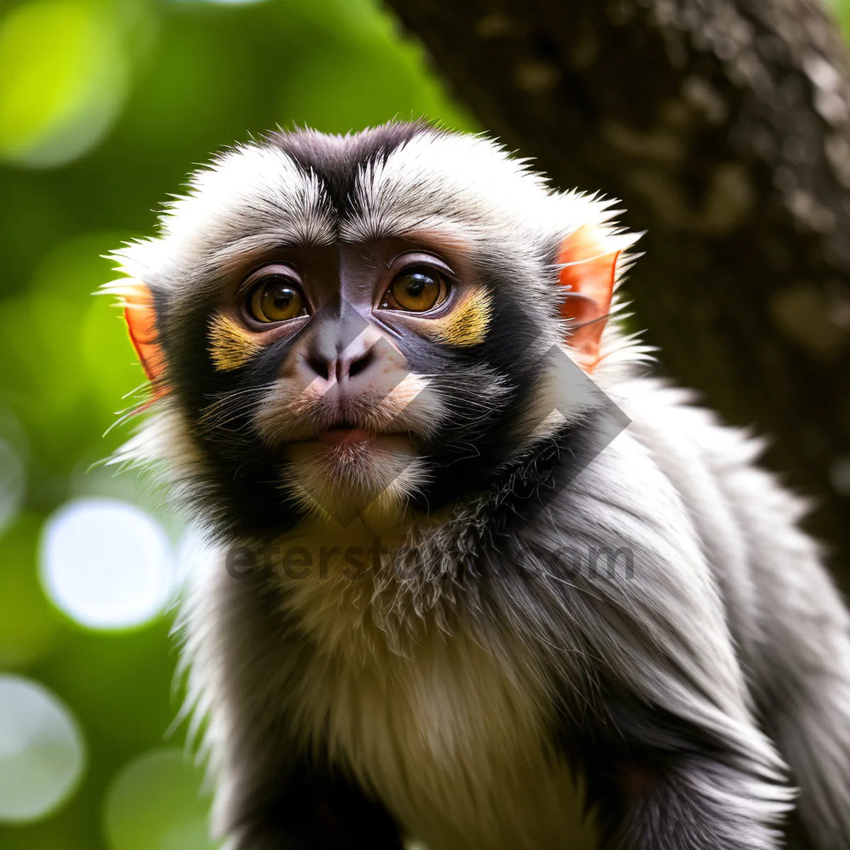 Picture of Adorable Primate with Expressive Face in the Zoo