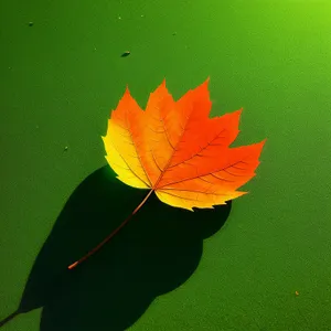 Vibrant Autumn Maple Leaf in Full Bloom