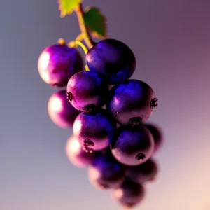 Vibrant Grape Harvest in Serene Vineyard