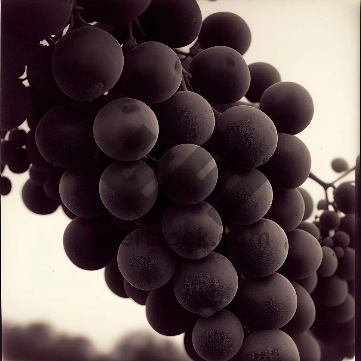 Picture of Autumn Harvest: Ripe, Juicy Concord Grapes at Vineyard