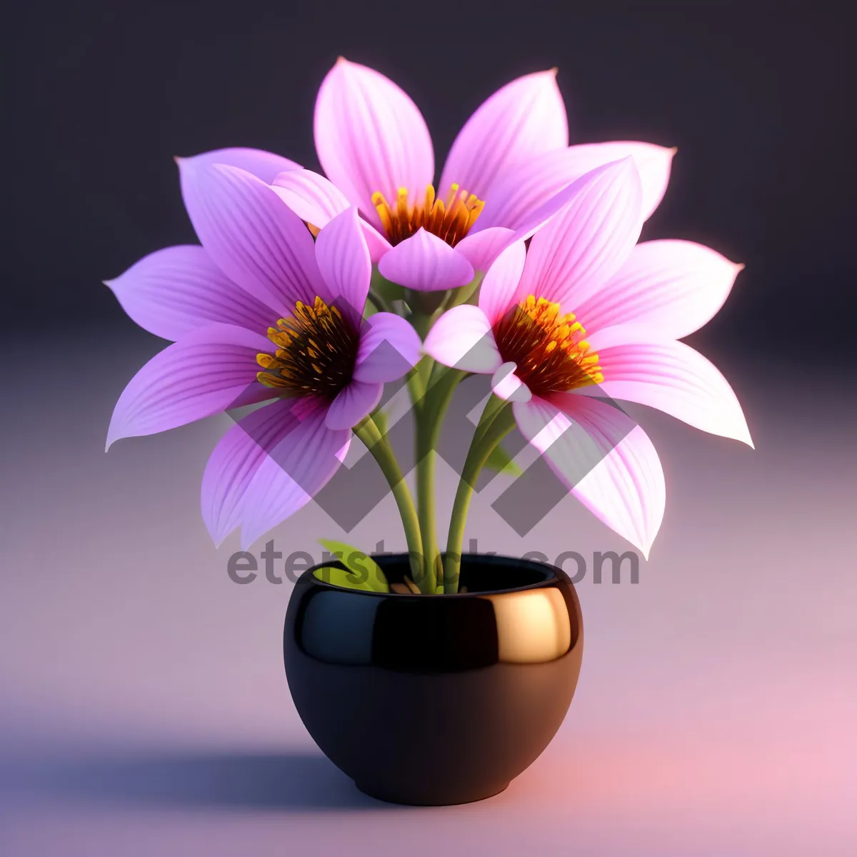 Picture of Bright Pink Daisy Blooming in Vibrant Garden