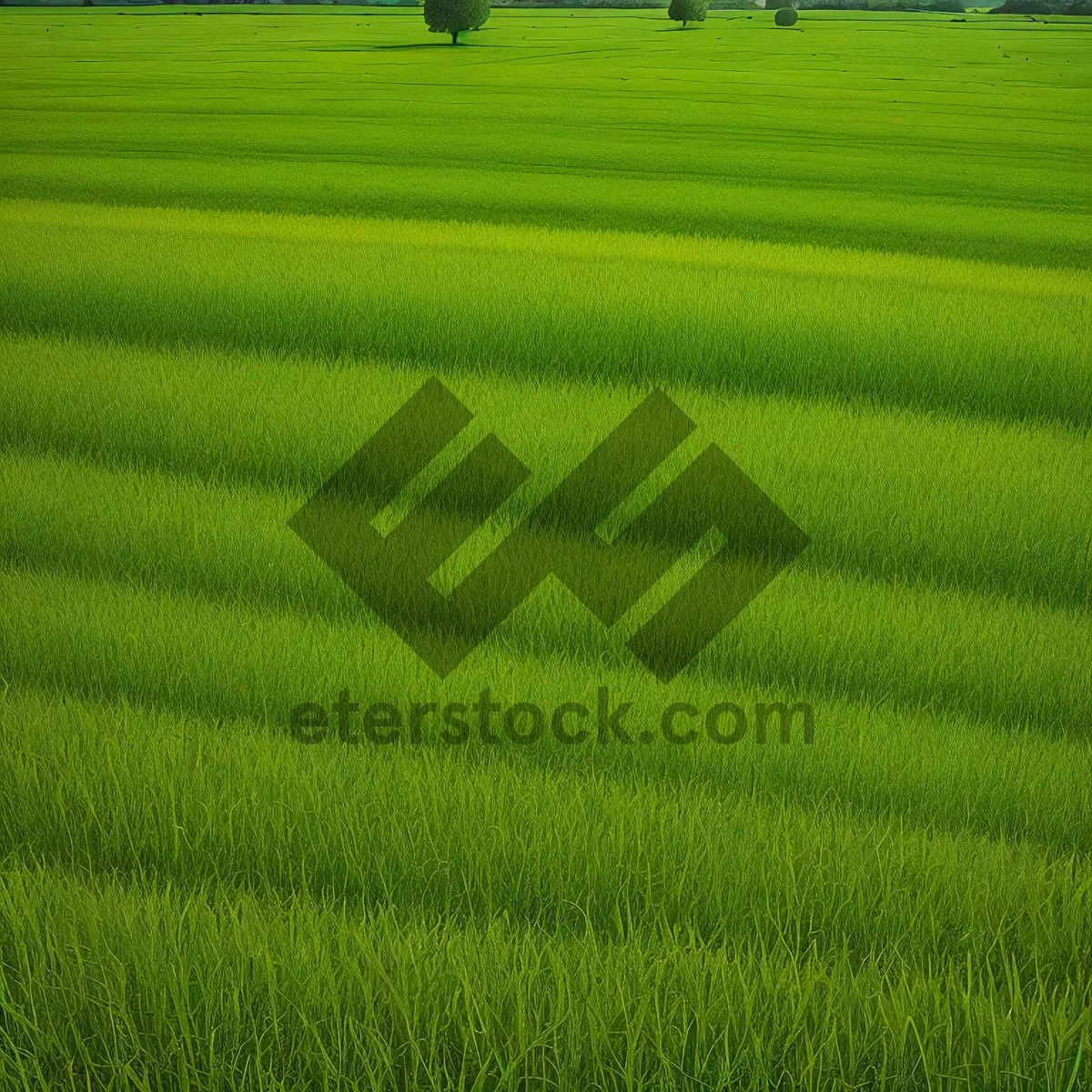 Picture of Vibrant Summer Countryside Landscape with Lush Wheat Field