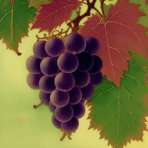 Autumn Harvest: Ripe and Succulent Purple Grapes on Vine