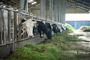 Bull grazing in rural meadow with cattle herd.