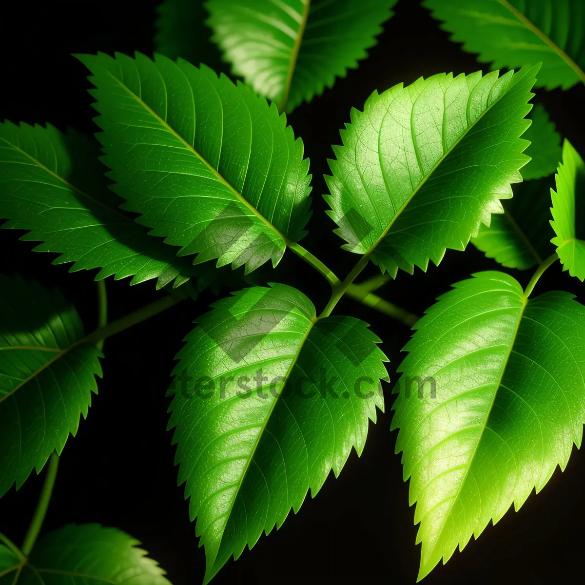 Picture of Sunny Leaves in Lush Forest