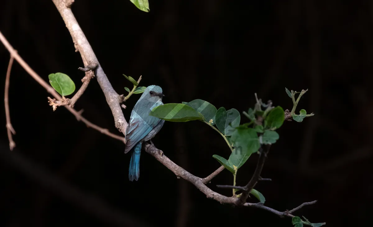 Picture of Tropical bird with long beak in forest habitat