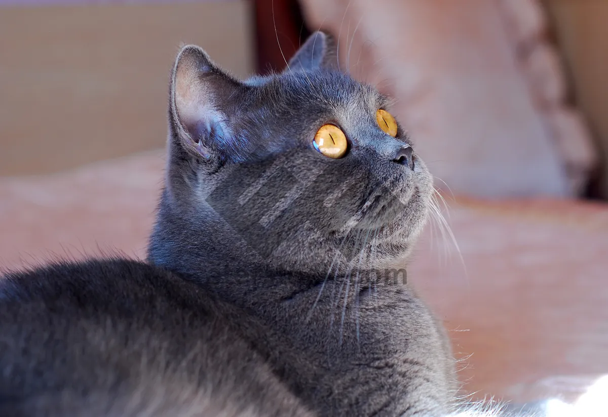 Picture of Cute Gray Tabby Kitten with Playful Eyes