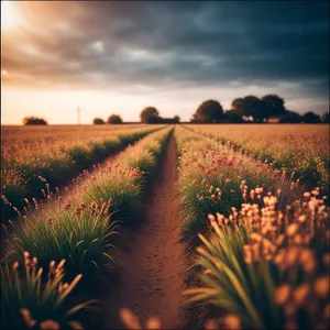 Golden Skies Over Rural Meadow