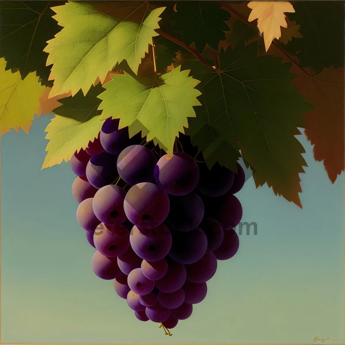 Picture of Juicy Autumn Grapes on the Vine