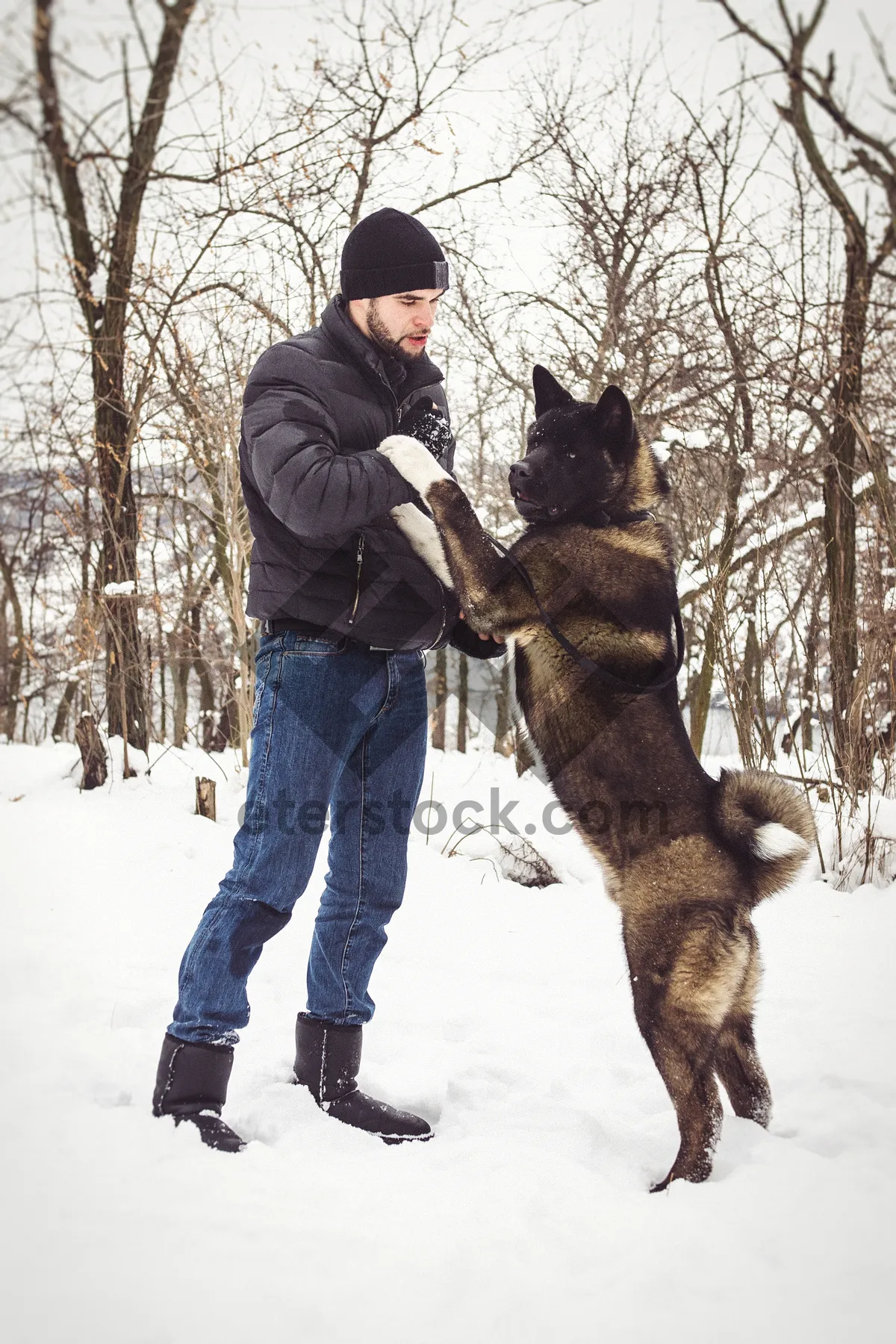 Picture of Winter Forest Landscape with Snowy Shepherd Dog Running.