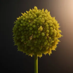 Vibrant Summer Blooms: Yellow Daisy Blossoming in a Garden