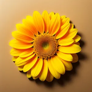Vibrant Sunflower Blossom in Bloom