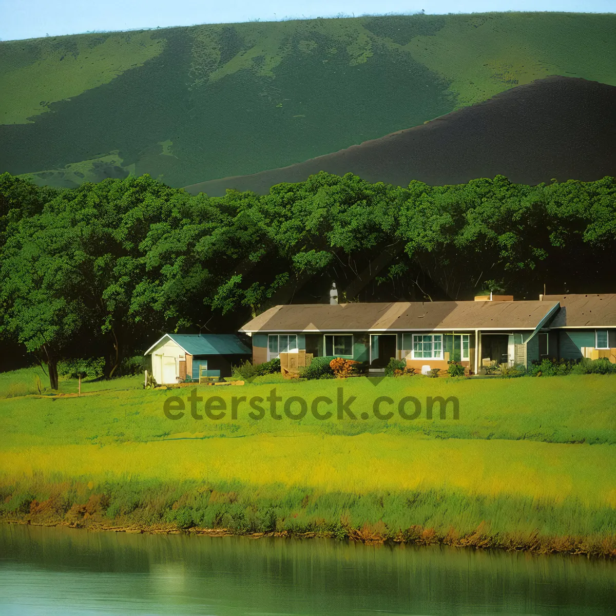 Picture of Rustic Farmhouse amidst Serene Rice Paddies